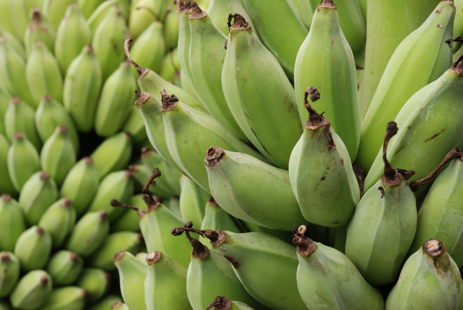banana verde para emagrecer