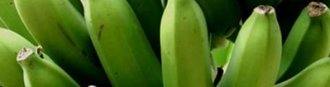 Emagrecer com Farinha de Banana Verde