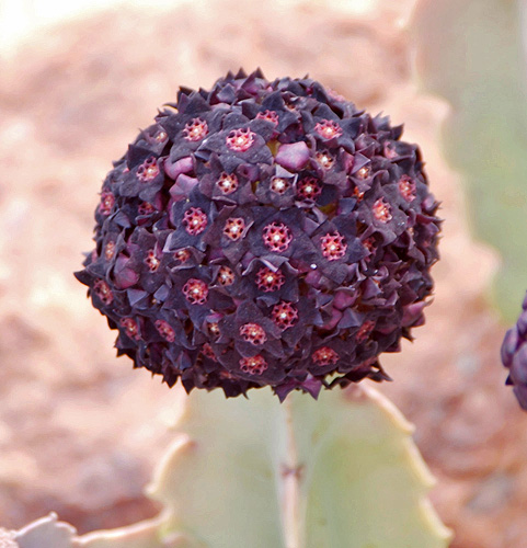 Caralluma Fimbriata para emagrecer