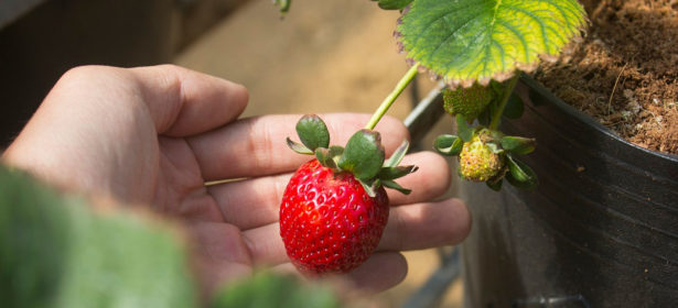 Jardim Simples e Fácil de Fazer: Guia Completo para Criar um Espaço Verde