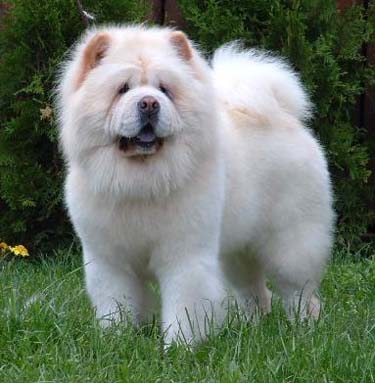 Raça de Cães Chow Chow: Informações, Fotos