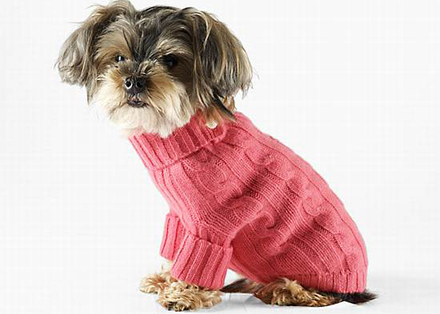 Roupas para Cachorros no Inverno: Dicas e Fotos